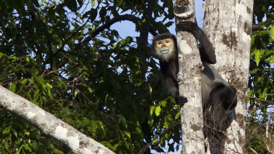 Keo Seima wildlife